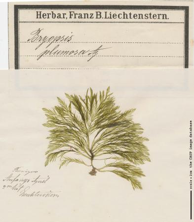 Bryopsis plumosa_17.jpg